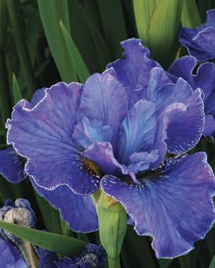 'Dreaming Spires' Siberian iris (Zones 3–8)