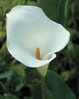 Giant white calla lily (Zones 8–10)