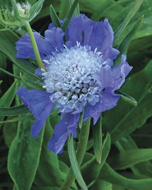 'Butterfly Blue' pincushion flower (Zones 3–8)
