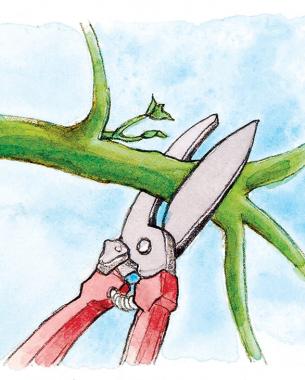 close up illustration of pruning a tomato plant 
