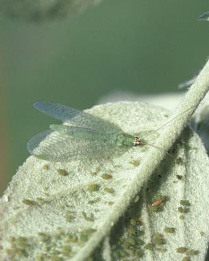 Gossamer-winged green lacewings