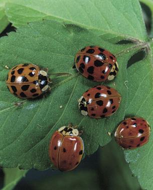 lady beetles