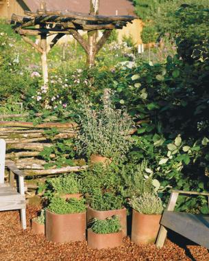 mint planted in terra-cotta pots