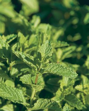 close up of spearmint