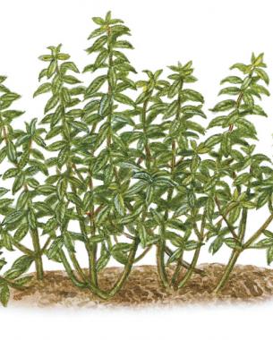 Spearmint ( Mentha spicata ) Photo/Illustration: Redenta Soprano