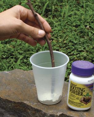 Hand dipping the base of the cutting into a hormone-rooting powder
