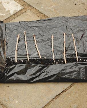 row of cuttings on top of potting soil on plastic bag
