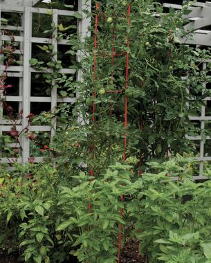 ladders for taming tomatoes