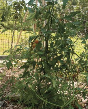 spiral growing tomatoes