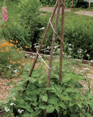 teepees for taming tomatoes