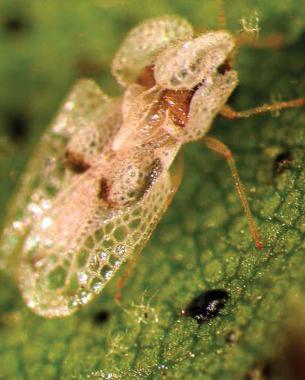 Beware the lace bug.