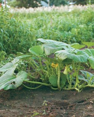 Bush squash, seen here, never produce side vines and do not spread like vining squash plants.