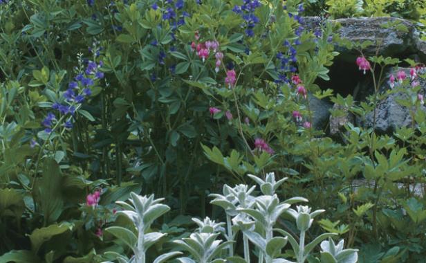blue wild indigo anchors this border by creating a sense of height with tall spires of lupine-like flowers.