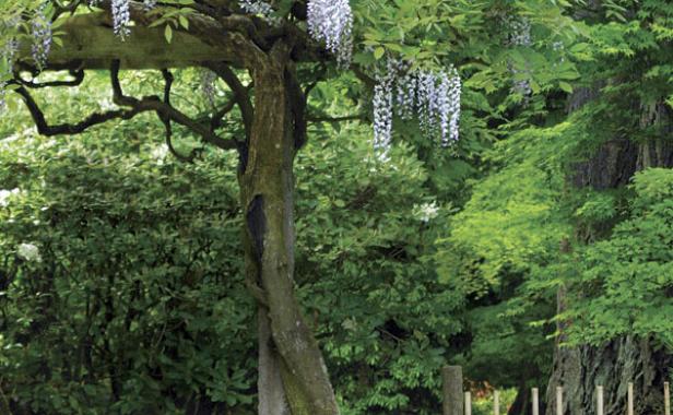 Pruning And Training Wisteria Finegardening