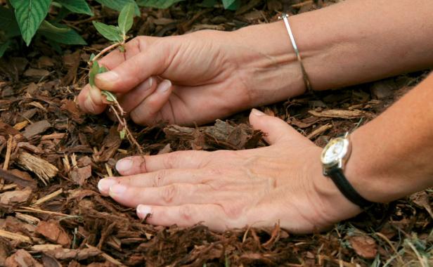 How to remove weed seeds from soil