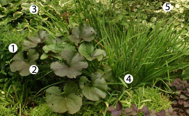 ‘Nikko’ deutzia (Deutzia crenata var. nakaiana ‘Nikko’, Zones 4–8) ‘Othello’ ligularia (Ligularia dentata ‘Othello’, Zones 4–8)  ‘Sagae’ hosta (Hosta ‘Sagae’, Zones 3–9) ‘Mt. Fuji’ Japanese iris (Iris ensata ‘Mt. Fuji’, Zones 3–9) ‘Spectabile’ knotweed (Polygonum ‘Spectabile’, Zones 5–9)