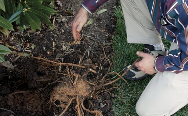 person crouching down examining roots