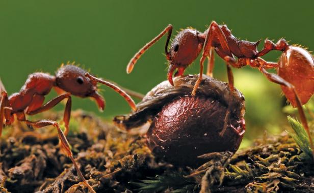 close-up of ants