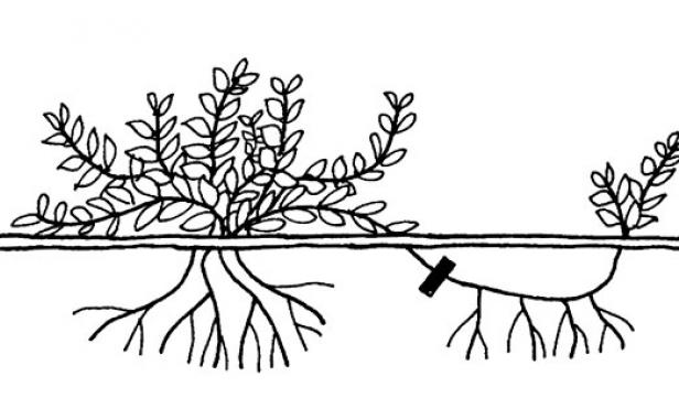 root layering