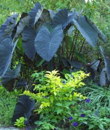 The bold, colorful leaves of ‘Black Magic’ taro make their presence known in this mixed shrub and perennial border.
