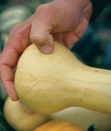 putting a fingernail into the squash to test its readiness