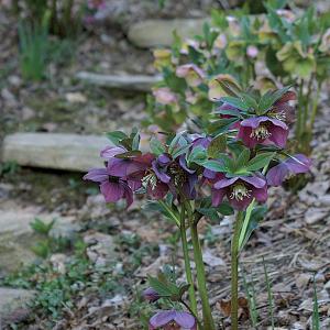 close up of Hellebores on a hillside near a path