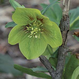 close up of the green bracts of a hellebore flower